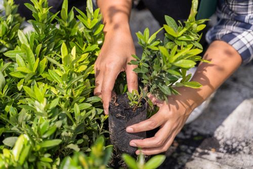 2023年中草藥種植行業(yè)發(fā)展前景及市場(chǎng)行情分析